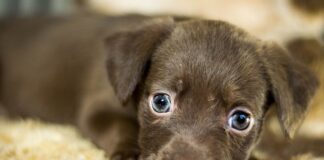 Co oznacza zgubiony portfel?