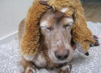 Jak założyć perukę żeby nie spadła?