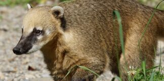 Jakie płaszcze się nie mechacą?