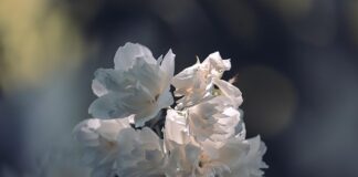 Czy nosi się białe skarpetki?