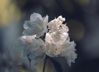 Czy nosi się białe skarpetki?