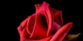 O co chodzi z czerwona podwiązka?