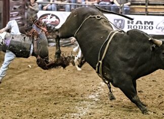 Jaka maść jest najlepsza na ostrogi?