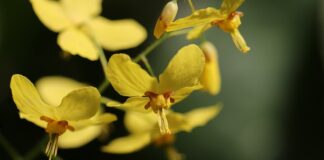 Jakie skarpetki do spania?