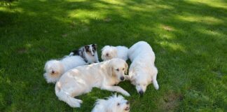 Jak siedzieć w płaszczu?