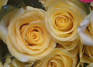 Jak zrobić samemu podziękowania dla gości?