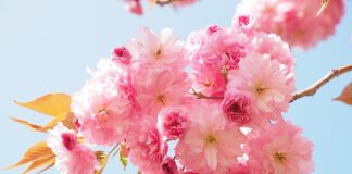 Z czym jest paczek z róża?