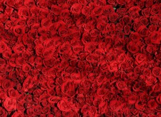 Czym się różni rajstop od pończochy?