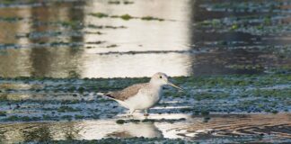 Co to jest Cholewka?