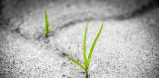 Jak przedłużyć trwałość róż?