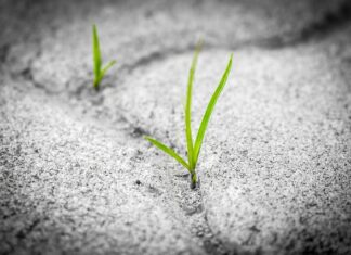 Jak przedłużyć trwałość róż?