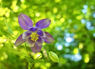 Gdzie kupić czepek pod prysznic?