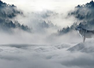 Jakie rękawiczki na zimę? Jakie rękawiczki na zimę?