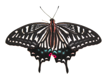 Czy usunięcie nerki to poważna operacja? Czy usunięcie nerki to poważna operacja?