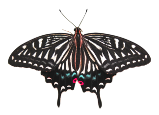 Czy usunięcie nerki to poważna operacja?