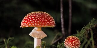 Jak pozbyć się grzyba z butów?