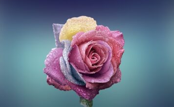 Jak rozpoznać czy róża jest jadalna? Jak rozpoznać czy róża jest jadalna?