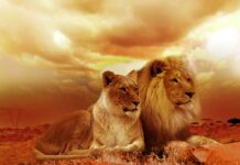 Jak wypełnić za duże buty? Jak wypełnić za duże buty?