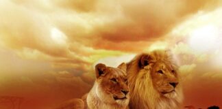 Jak wypełnić za duże buty?