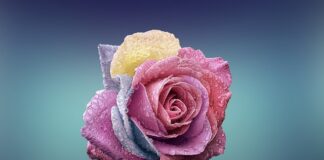 Ile wytrzyma róża w wodzie?