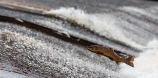 Co nie przewodzi prądu elektrycznego?