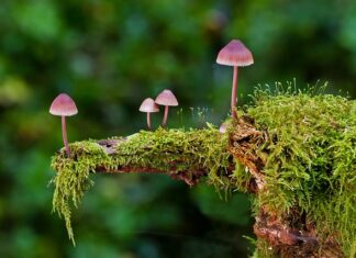 Jakie są rodzaje płaszczy?