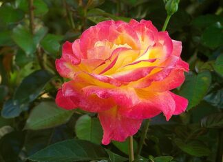 Co napisać w podziękowaniu za prezent?