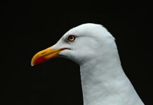 Ile się idzie z Morskiego Oka do Doliny Pięciu Stawów?