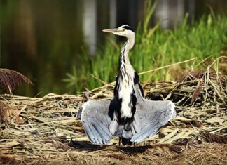Jak suszyć płatki kwiatów?