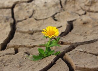 Jak się suszy płatki kwiatów?